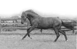 Nijinsky II Canadian Horse Racing Hall of Fame