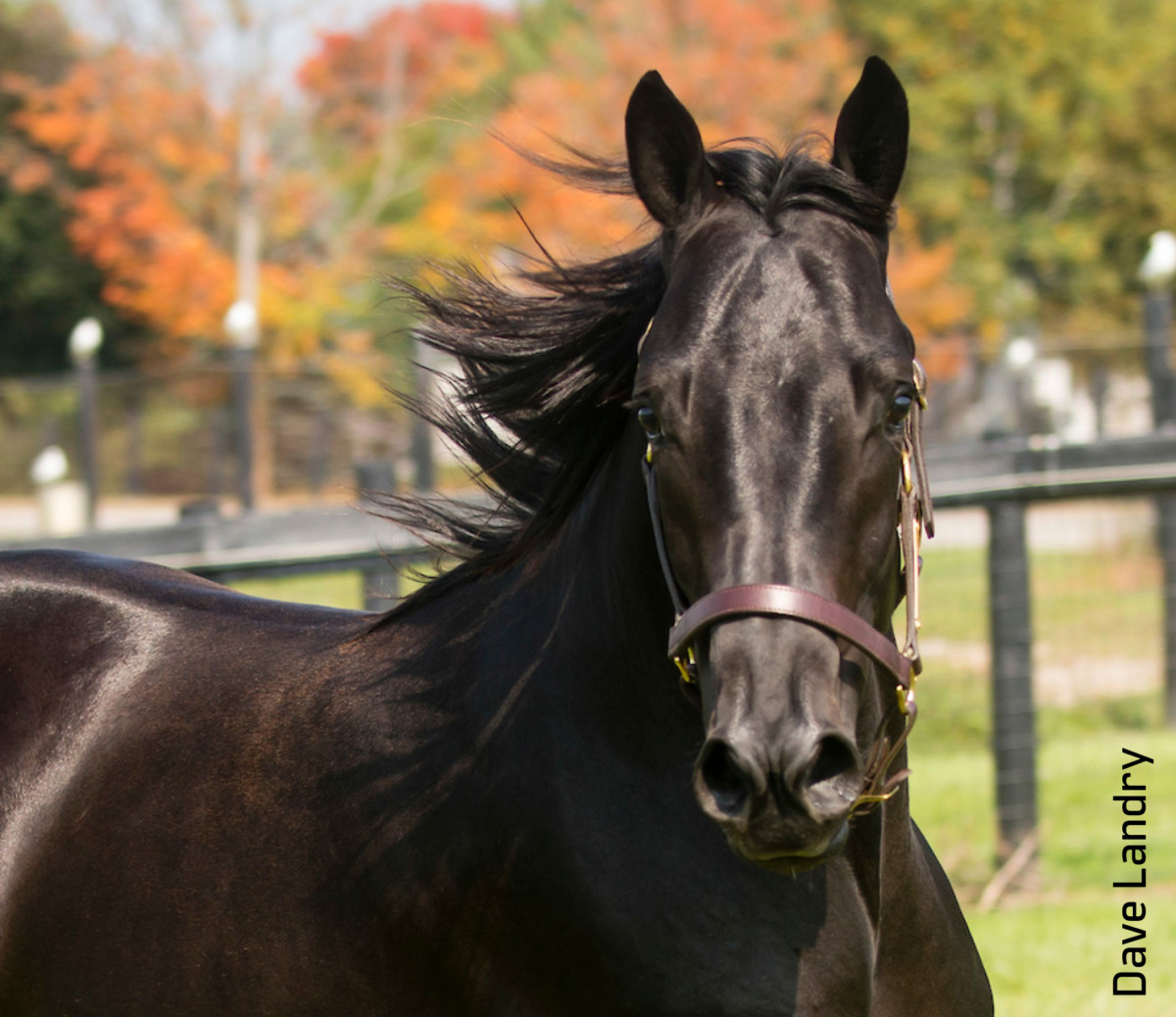 BlackJack and Lo Duca's Valentine's Day Horse Racing Extravaganza