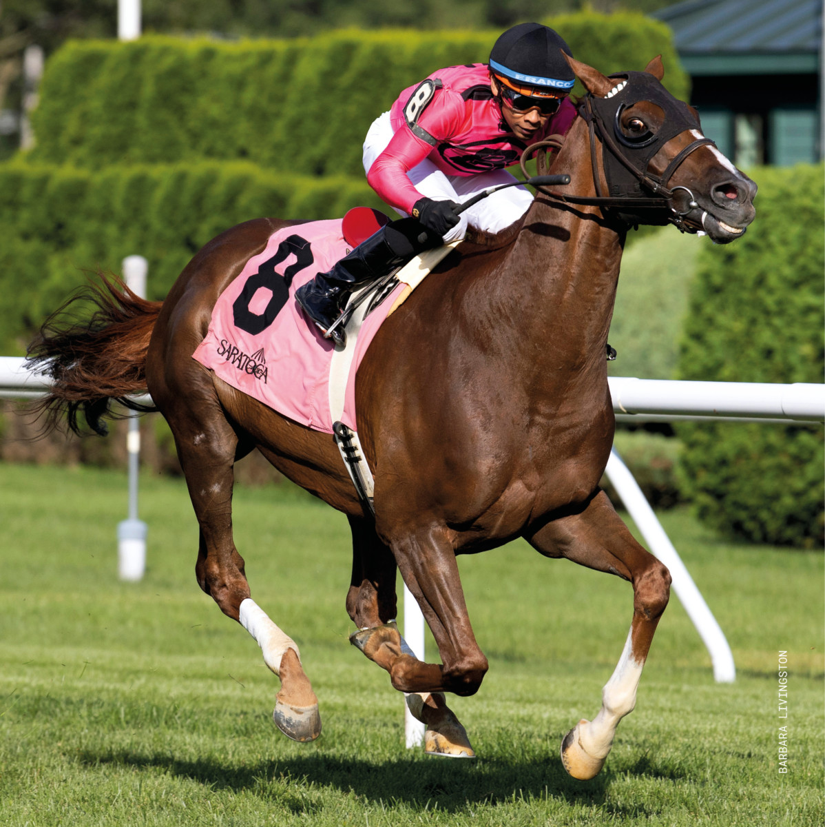 Channel Cat Stallion Channel Maker | Canadian Horse Racing Hall of Fame